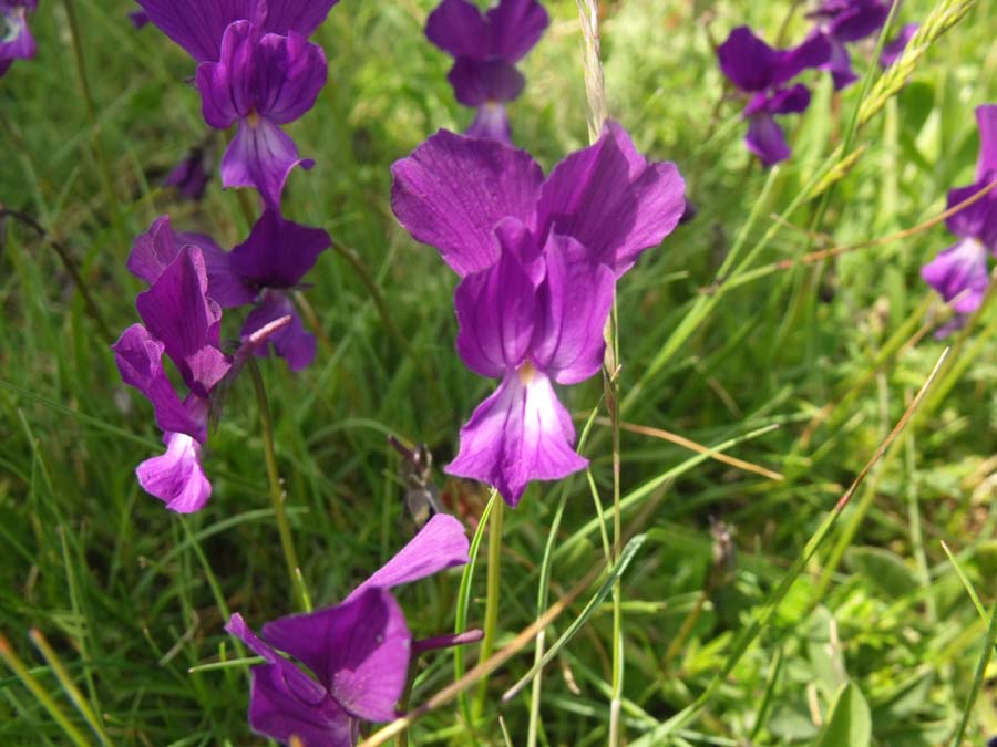 Viola garganica/Viola del Gargano